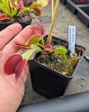 Dionaea muscipula destroyer gebraucht kaufen  Langballig