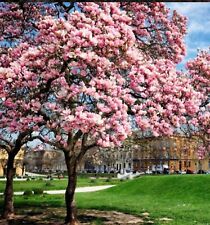 Chinese saucer magnolia for sale  Mobile