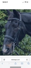 Gorgeous black english for sale  LONDON