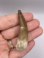 Huge plesiosaur tooth for sale  MAIDSTONE