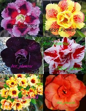 Adenium mixed grafted d'occasion  Expédié en Belgium