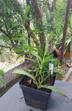 nepenthes usato nepenthes usato Reggello