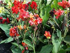 Canna lily seeds. for sale  Biglerville