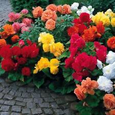Begonia non stop for sale  UK