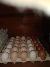 Uova feconde galline usato  Villasalto