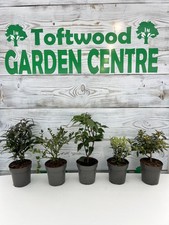 Mixed garden shrubs for sale  DEREHAM