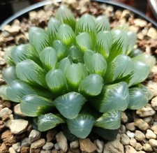 Haworthia cooperi cristal usato Haworthia cooperi cristal usato  Ragalna