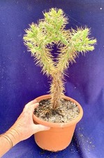 large indoor plants for sale  PENZANCE