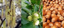 Corylus avellana hazelnut for sale  KING'S LYNN