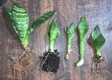 Different kinds sansevieria for sale  Thornville