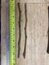 Fruit tree cuttings for sale  Gig Harbor