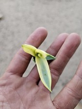 Mutated agave desmettiana for sale  Altadena