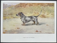 Basset bleu gascogne d'occasion  Limoges-