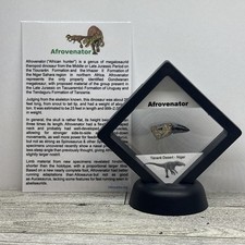Afrovenator megalosaurid thero for sale  Davenport