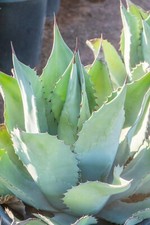 Huge agave scabra for sale  Las Vegas