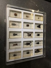 real life bugs for sale real life bugs for sale BURNLEY