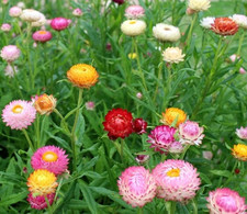 000 samen strohblume gebraucht kaufen  Sollstedt