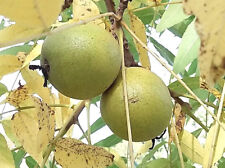 Black walnut tree for sale  ST. ASAPH