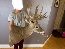 Whitetail deer shoulder for sale  Moscow