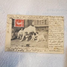 Cpa chiens d'occasion  Châteauroux