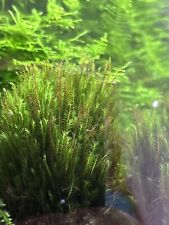 Fissidens sumatra stems for sale  EXETER