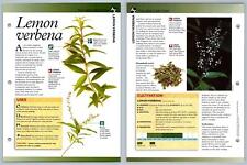 Lemon verbena directory for sale  SLEAFORD