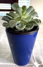 Flower pot blue for sale  Dupont