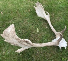 Damwild abwurfstangen geweihst gebraucht kaufen Damwild abwurfstangen geweihst gebraucht kaufen  Büdelsdorf