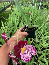 Orchid miltoniopsis breathless for sale  Pahoa