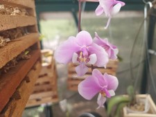 Bloom size phalaenopsis for sale  Brenham