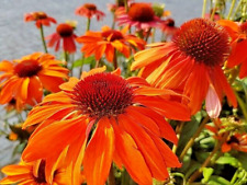 Sunset echinacea seeds for sale  Lynnwood