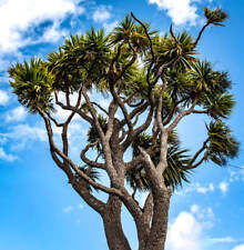 Dracaena cordyline usato  Napoli