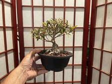 Willow leaf ficus for sale  Clermont