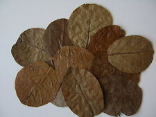 Indian almond leaves for sale  MITCHAM