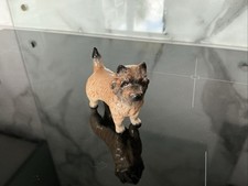 cairn terrier for sale cairn terrier for sale  NORWICH