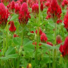 Crimson clover cover for sale  Minneapolis