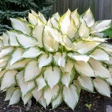 White feather hosta for sale  Los Angeles