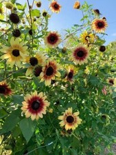 002579a sonnenblume florenza gebraucht kaufen  Dettingen an der Erms