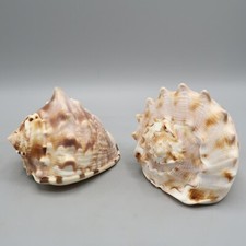 Natural bullmouth helmet for sale  Plantsville