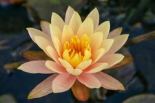 Water lily chrysanthia for sale  LONDON
