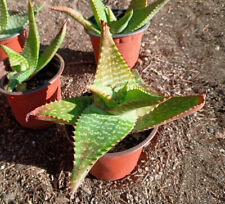Aloe maculata soap for sale  San Diego