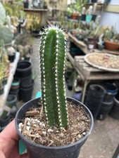 Pachycereus marginatus mexican for sale  Temecula