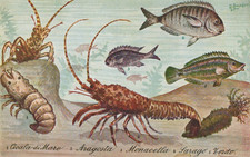Cartolina tematica animali usato  Bologna