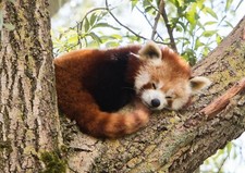 Red panda poster for sale  SELBY
