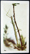 Stick insect vintage for sale  DERBY