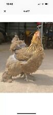 Golden partridge brahma for sale  DROITWICH