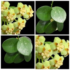 Hoya kusnoto bewurzelter gebraucht kaufen  Baden-Baden