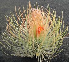 Rare tillandsia andreana for sale  DRONFIELD