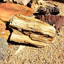 Nice piece petrifed for sale  Elm Mott