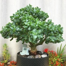 Ripple wavy jade for sale  Long Beach